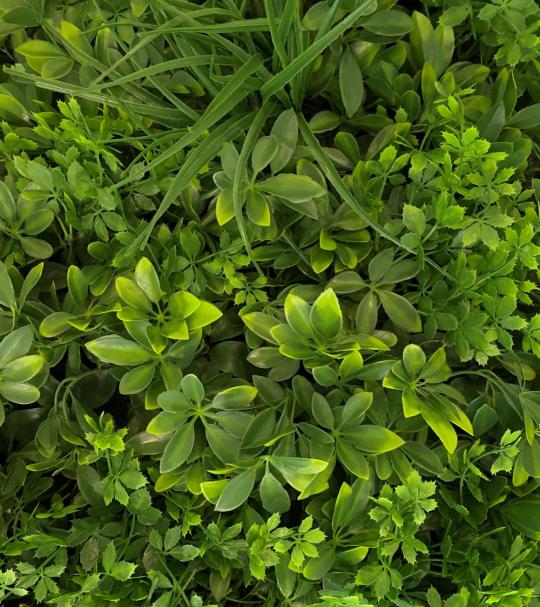 LivingWall Schefflera