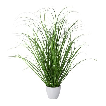 Gras im weissen Topf