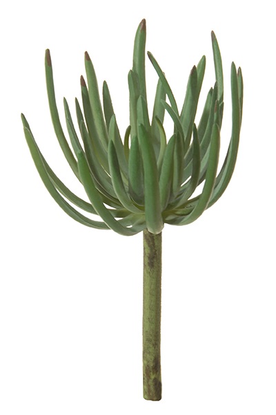 Agave