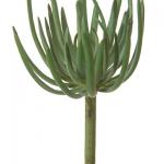 Agave