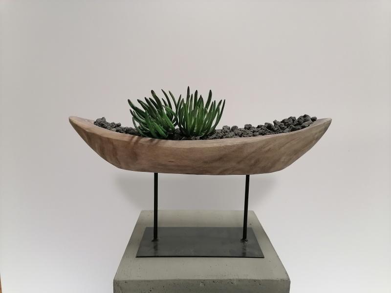 Agave