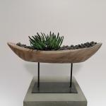 Agave