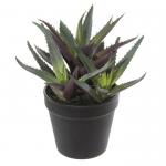 Agave 