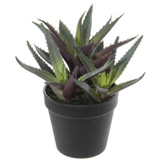 Agave 