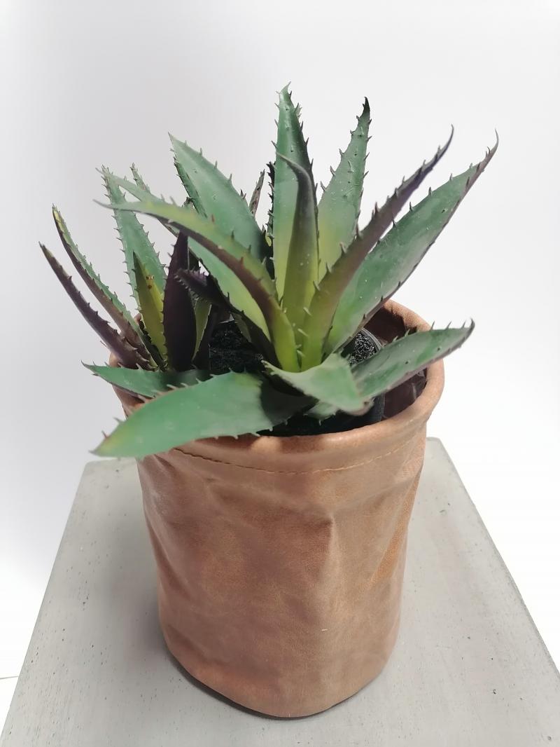 Agave 