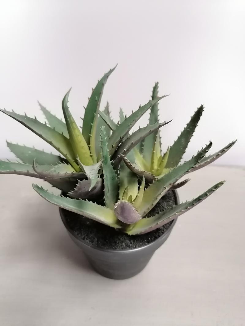 Agave 