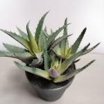 Agave 