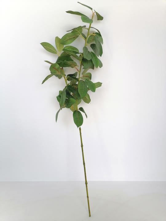 Amelanchierblatt Zweig 