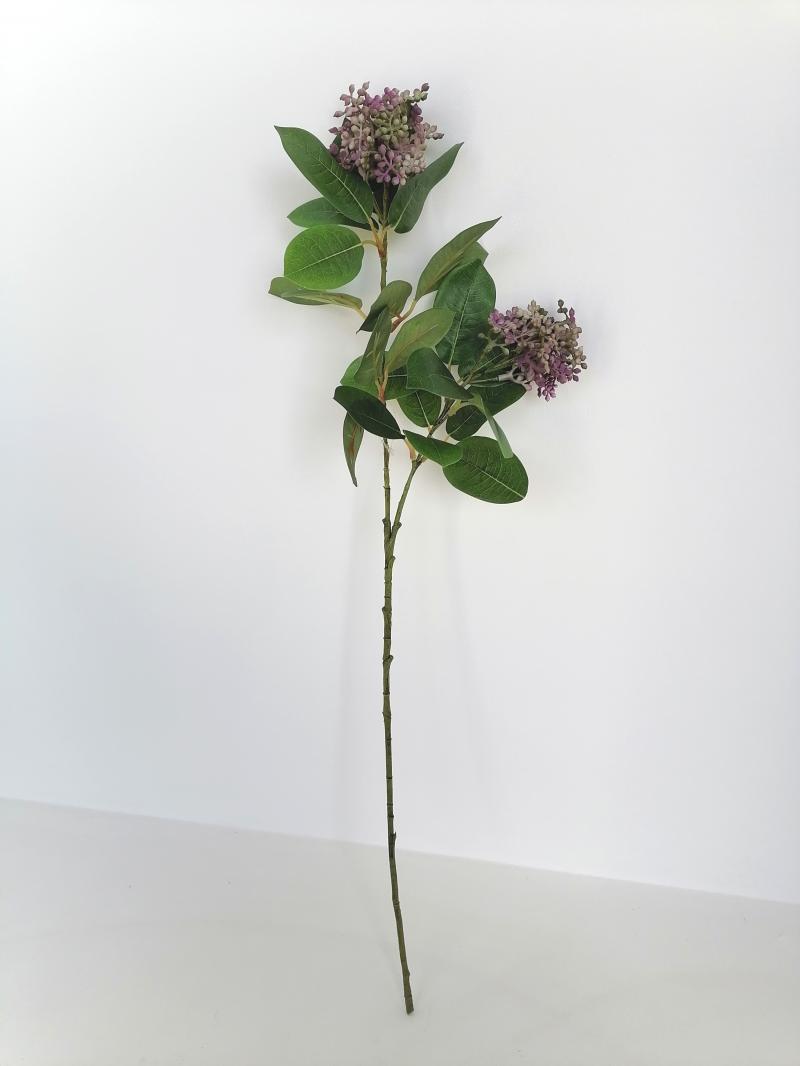 Amelanchierblatt