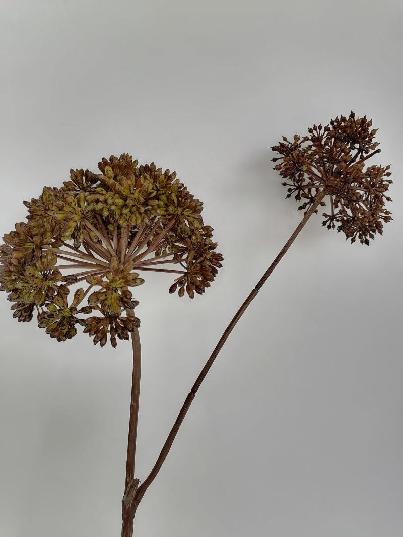 Angelica