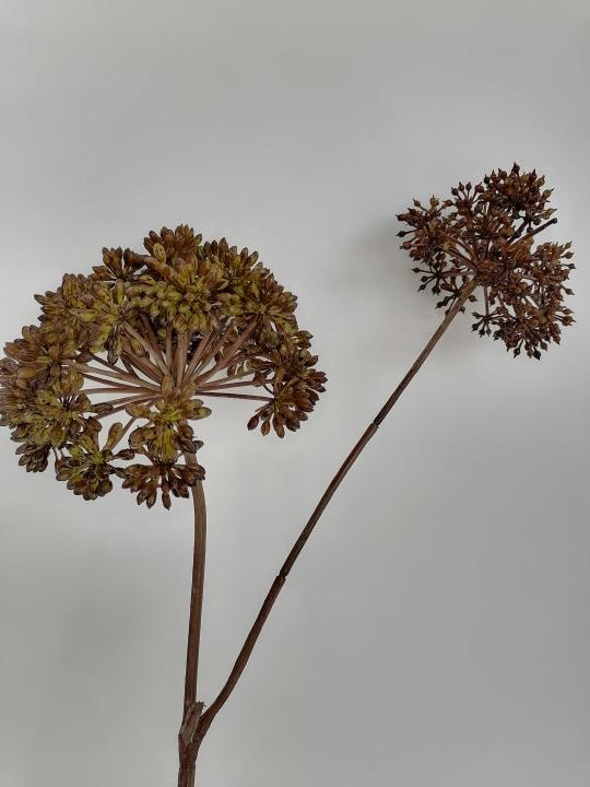 Angelica