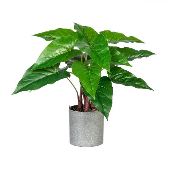 Anthurium