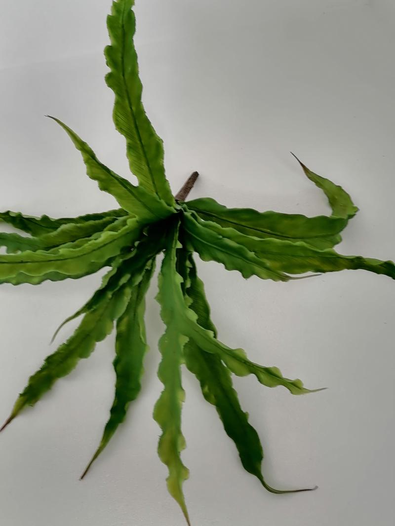 Asplenium 