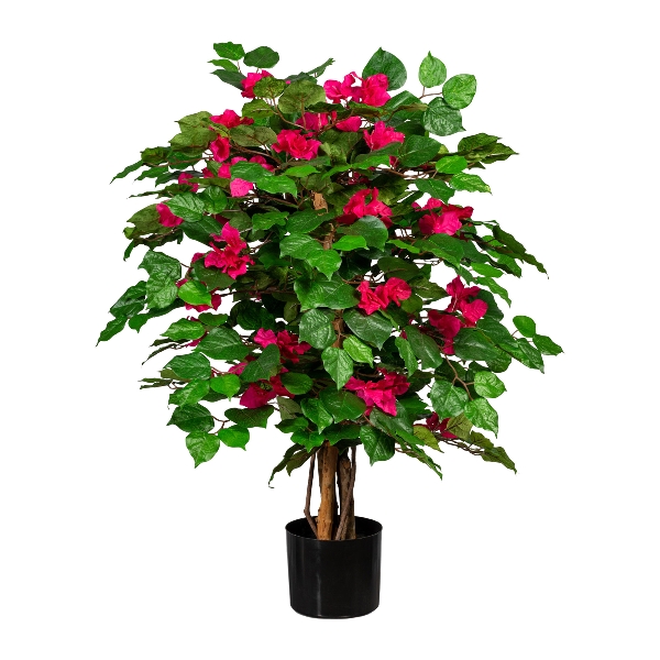 Bougainvillea