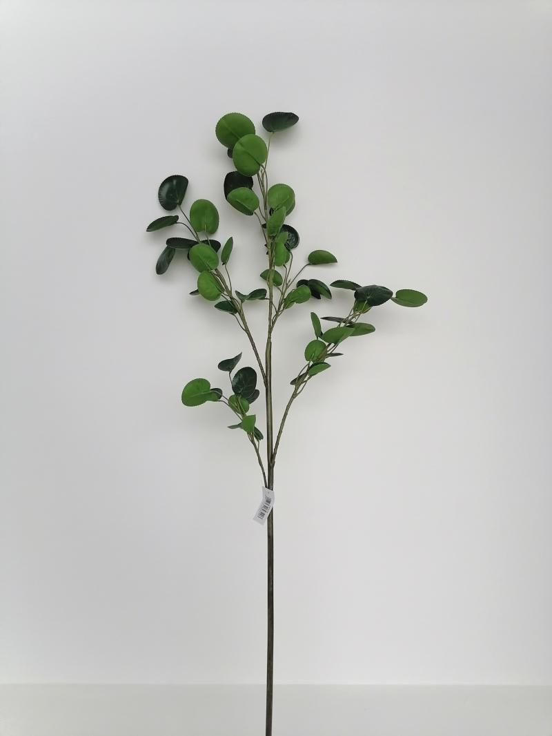 Cotinus-Zweig grün 