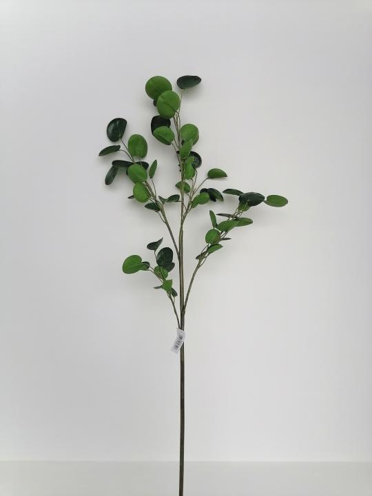 Cotinus-Zweig grün 