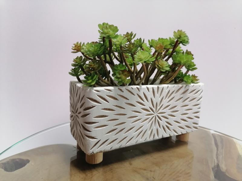 Echeveria, pick, 