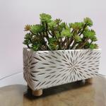 Echeveria, pick, 