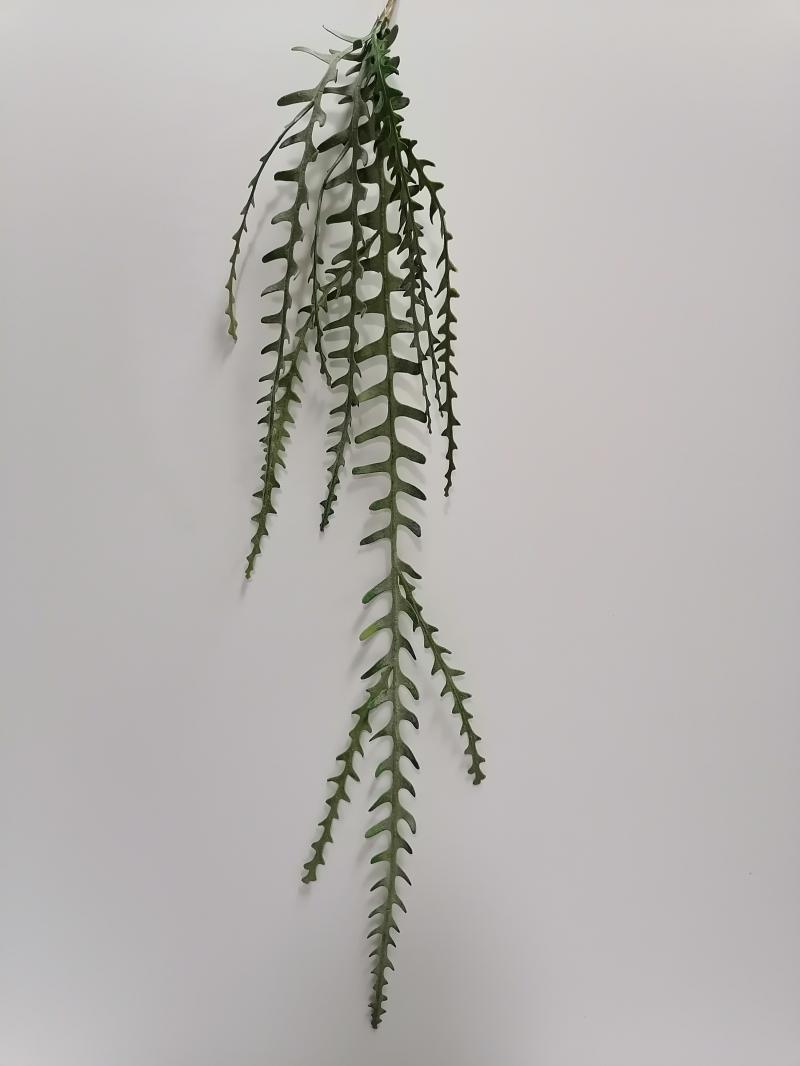 Epiphyllumranke