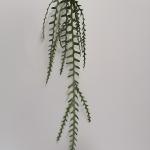 Epiphyllumranke