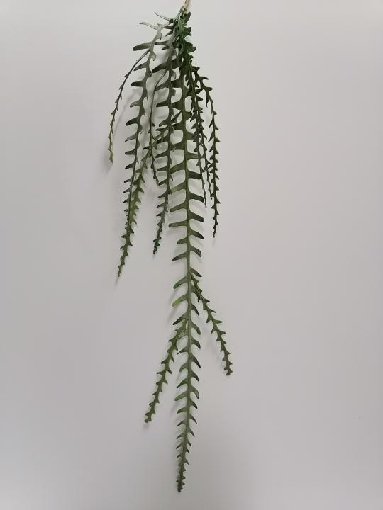 Epiphyllumranke