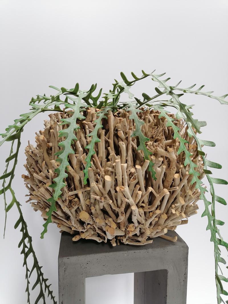 Epiphyllumranke