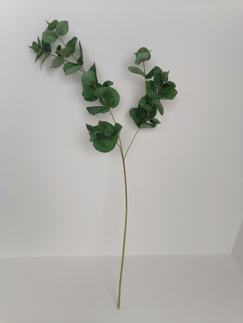 Eucalyptus  
