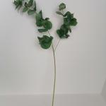 Eucalyptus  