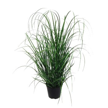 Grasbusch im Topf
