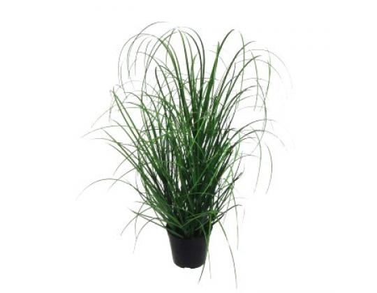 Grasbusch im Topf