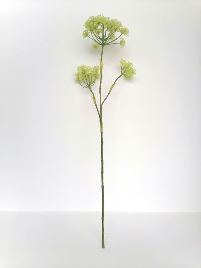 Heracleum 
