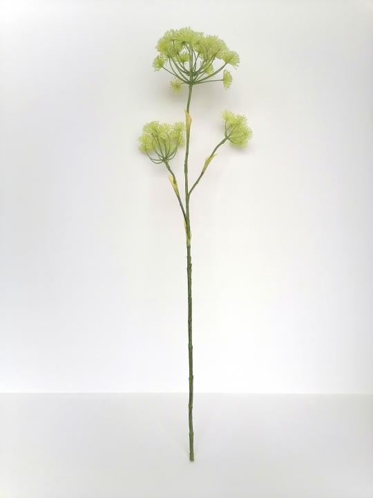 Heracleum 