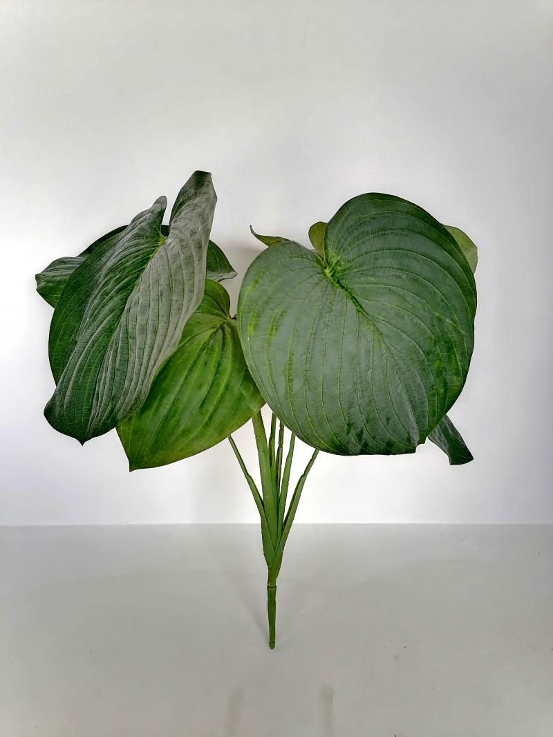 Hosta Busch 