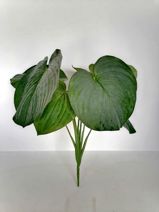 Hosta Busch 