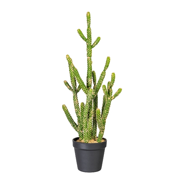 Kaktus Euphorbia