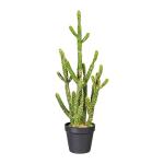 Kaktus Euphorbia