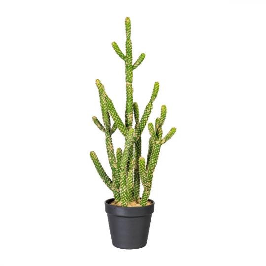 Kaktus Euphorbia