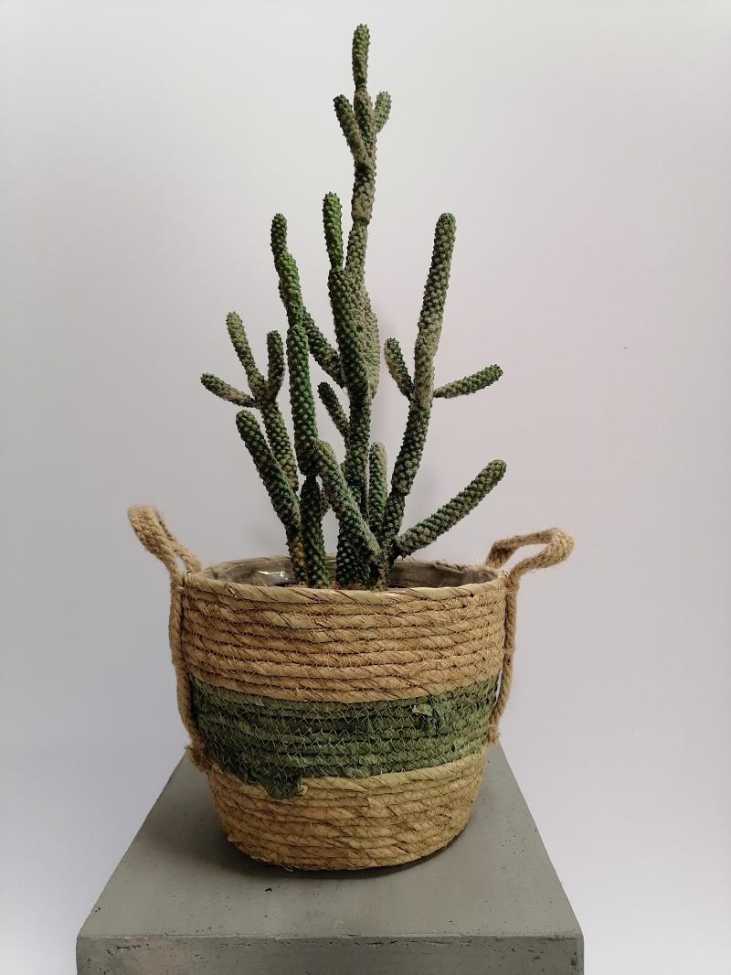 Kaktus Euphorbia
