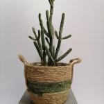 Kaktus Euphorbia