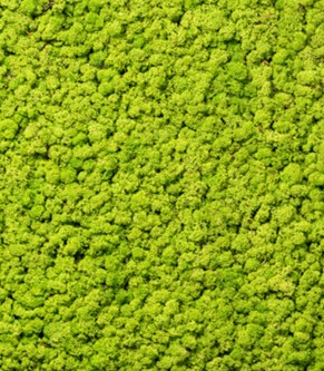 LivingWall Islandmoos - Echtmoos konserviert
