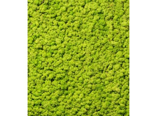 LivingWall Islandmoos - Echtmoos konserviert