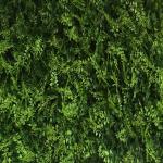 LivingWall Juniperus