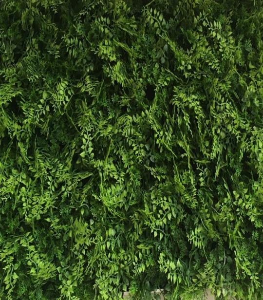 LivingWall Juniperus
