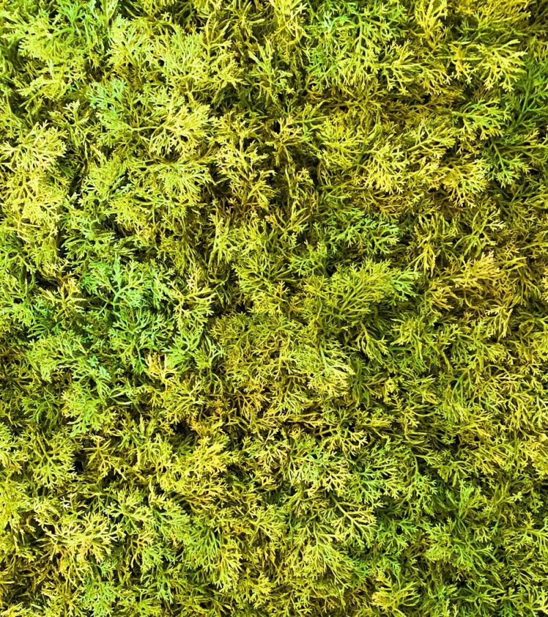 LivingWall Islandmoos - Kunstpflanze