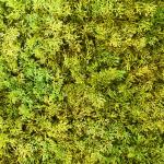LivingWall Islandmoos - Kunstpflanze