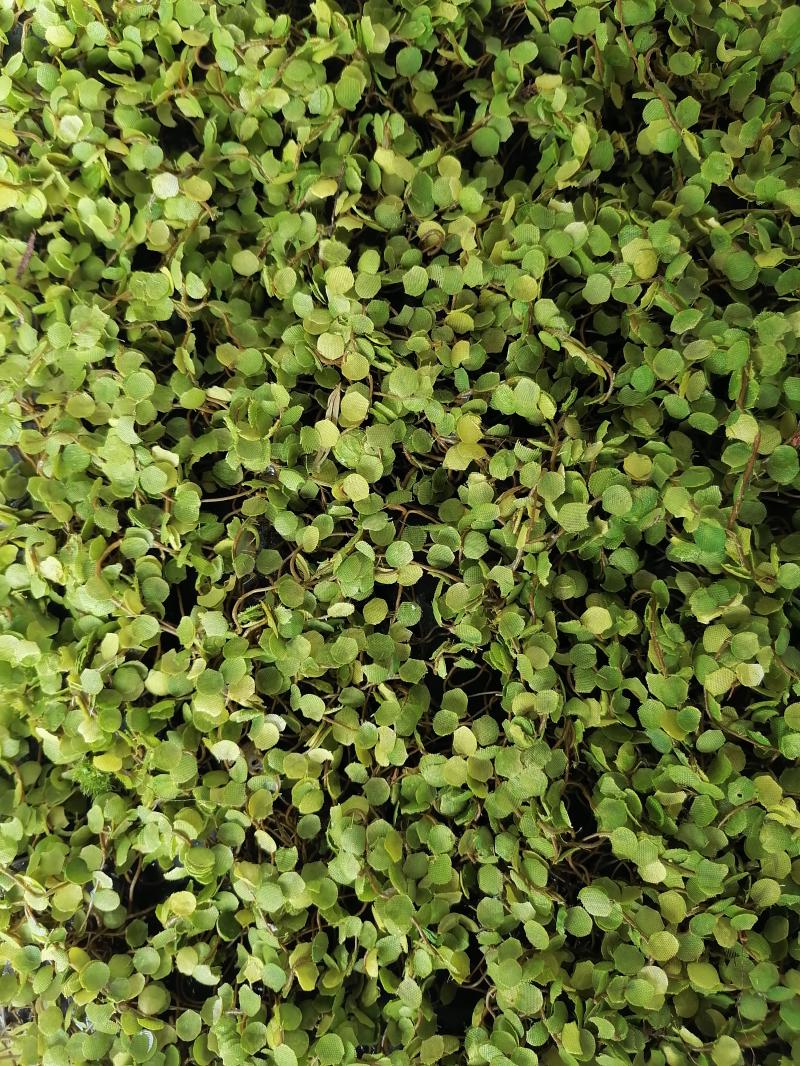 LivingWall Soleiraolia