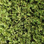 LivingWall Soleiraolia