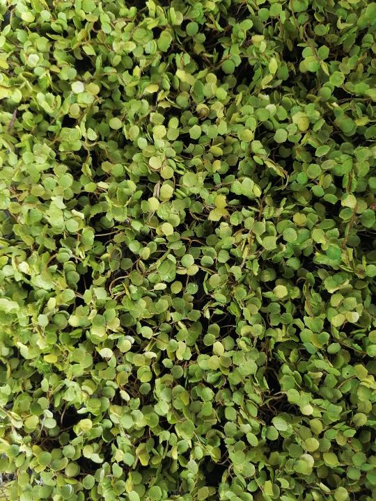 LivingWall Soleiraolia