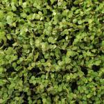 LivingWall Soleiraolia