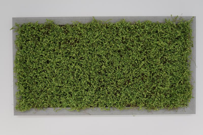 LivingWall Soleiraolia